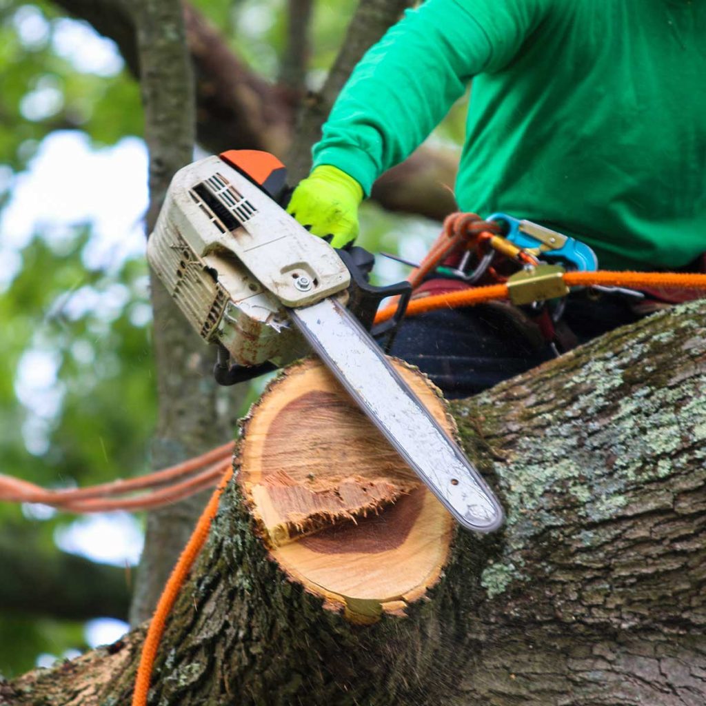 Tree Pruning or Trimming Services in Frankfort