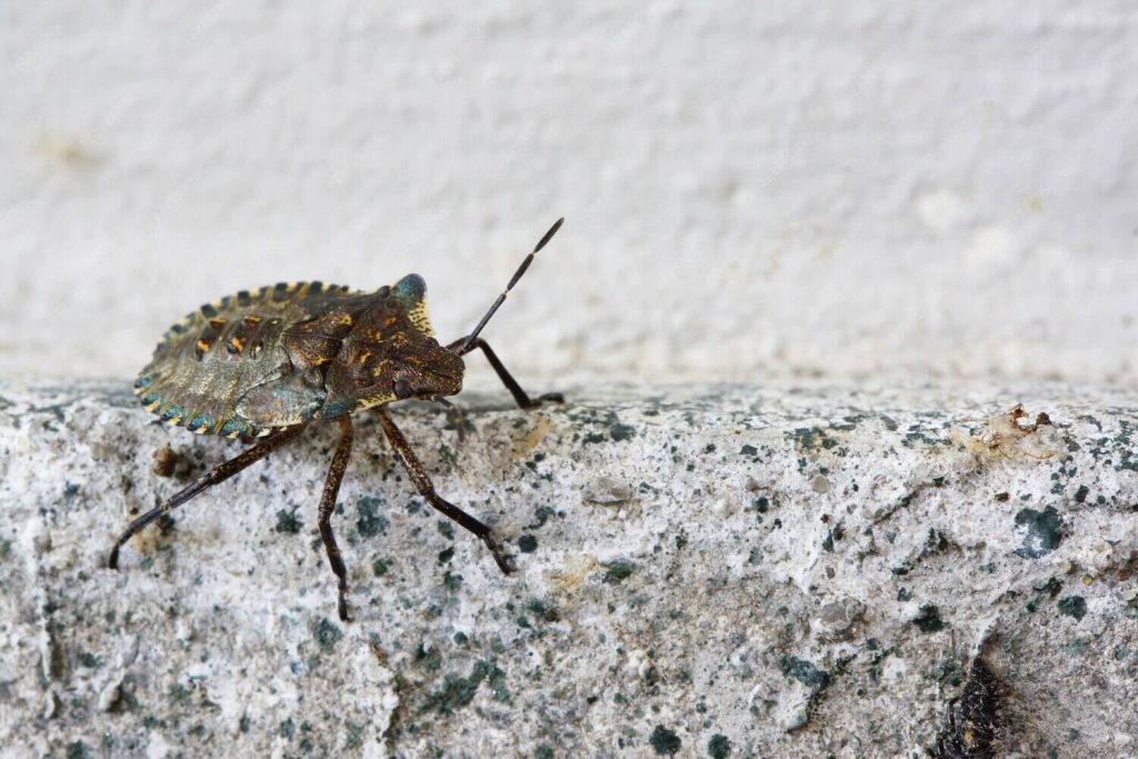 Top 5 Termite Inspection Services Offered in Long Island NY