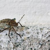 Termite Inspection Services Long Island NY