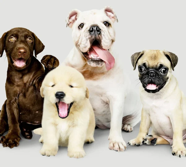 SuperStar Puppies