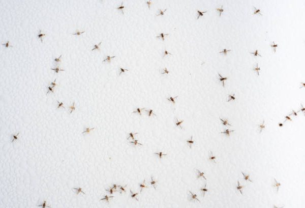 How to Get Rid of Drain Flies