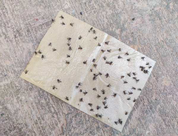 How to Get Rid of Drain Flies