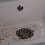 How to Get Rid of Drain Flies