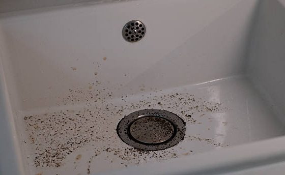 Best Steps of How to Get Rid of Drain Flies Permanently?