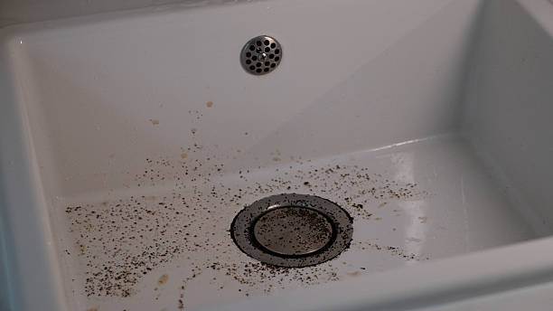 Best Steps of How to Get Rid of Drain Flies Permanently?