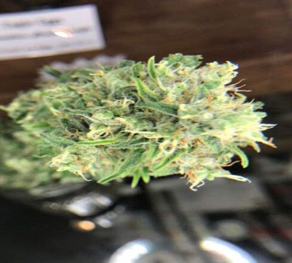 Legal Herb Dispensary