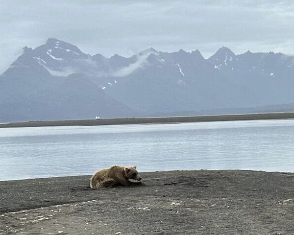 Bear Viewing in Alaska