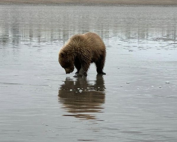 Bear Viewing in Alaska