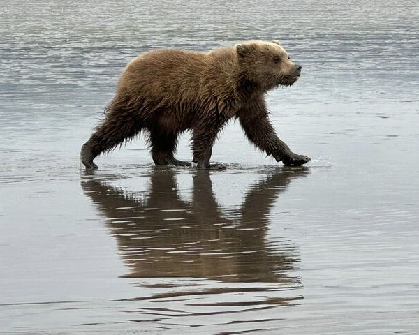 Bear Viewing in Alaska